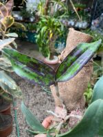 Cattleya Peckhaviensis - COLEÇÃO - Imagem 3