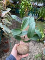 Cattleya Peckhaviensis - COLEÇÃO - Imagem 6