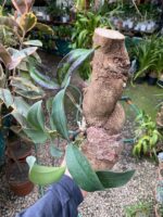 Cattleya Peckhaviensis - COLEÇÃO - Imagem 5