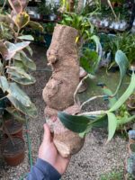 Cattleya Peckhaviensis - COLEÇÃO - Imagem 4