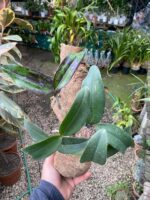 Cattleya Peckhaviensis - COLEÇÃO - Imagem 2