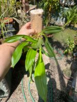 Drácula Chimaera - Orquídea Macaco - Imagem 2