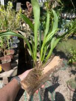 Drácula Chimaera - Orquídea Macaco - Imagem 4