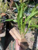 Drácula Chimaera - Orquídea Macaco - Imagem 5