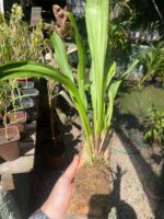 Drácula Chimaera - Orquídea Macaco - Imagem 3