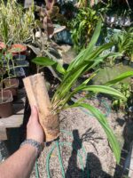 Drácula Chimaera - Orquídea Macaco - Imagem 6