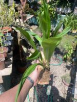 Drácula Chimaera - Orquídea Macaco - Imagem 7