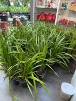 Cymbidium Adulta Sem Identificação - Imagem 2