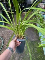 Cymbidium Adulta Sem Identificação - Imagem 3