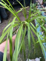 Cymbidium Adulta Sem Identificação - Imagem 4