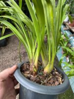 Cymbidium Adulta Sem Identificação - Imagem 6