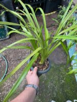 Cymbidium Adulta Sem Identificação - Imagem 7