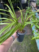 Cymbidium Adulta Sem Identificação - Imagem 5