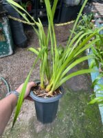 Cymbidium Adulta Sem Identificação - Imagem 8