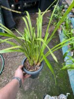 Cymbidium Adulta Sem Identificação - Imagem 9