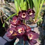 Cymbidium Kiwi Midnight - NEGRA - COLEÇÃO