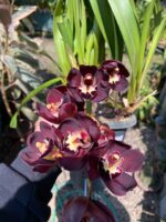 Cymbidium Kiwi Midnight - NEGRA - COLEÇÃO