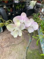 Phalaenopsis Venetian Carnival Big Lip  - COLEÇÃO - Imagem 2