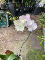 Phalaenopsis Venetian Carnival Big Lip  - COLEÇÃO - Imagem 10