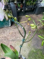 Phalaenopsis Venetian Carnival Big Lip  - COLEÇÃO - Imagem 9