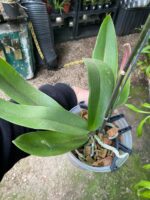 Phalaenopsis Venetian Carnival Big Lip  - COLEÇÃO - Imagem 8