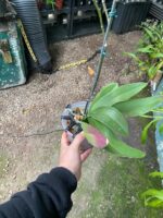 Phalaenopsis Venetian Carnival Big Lip  - COLEÇÃO - Imagem 5