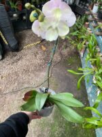 Phalaenopsis Venetian Carnival Big Lip  - COLEÇÃO - Imagem 3