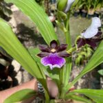 Zygopetalum Maculatum  - sem flor