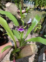 Zygopetalum Maculatum  - sem flor - Imagem 7