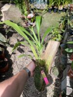 Zygopetalum Maculatum  - sem flor - Imagem 5
