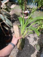 Zygopetalum Maculatum  - sem flor - Imagem 4