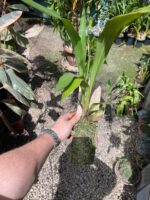 Zygopetalum Maculatum  - sem flor - Imagem 3