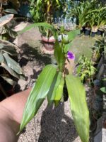 Zygopetalum Maculatum  - sem flor - Imagem 2