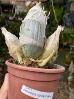 Catasetum Clowesia Dodsoniana- COLEÇÃO - Imagem 4