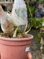 Catasetum Clowesia Dodsoniana- COLEÇÃO - Imagem 5