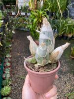 Catasetum Clowesia Dodsoniana- COLEÇÃO - Imagem 7