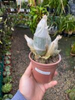 Catasetum Clowesia Dodsoniana- COLEÇÃO - Imagem 9