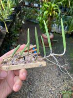 Dendrobium Wassellii - COLEÇÃO - Imagem 4