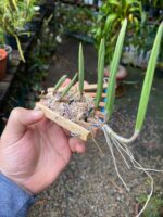 Dendrobium Wassellii - COLEÇÃO - Imagem 5