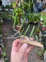 Dendrobium Wassellii - COLEÇÃO - Imagem 3