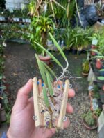 Dendrobium Wassellii - COLEÇÃO - Imagem 2