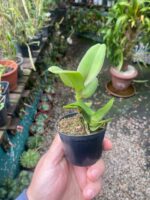 Robiquetia Cerina Amarela - Imagem 7