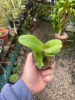 Robiquetia Cerina Amarela - Imagem 8