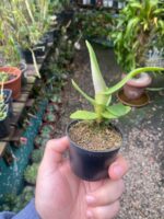 Robiquetia Cerina Amarela - Imagem 5