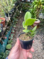 Robiquetia Cerina Amarela - Imagem 6