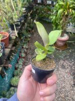 Robiquetia Cerina Amarela - Imagem 4