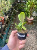 Robiquetia Cerina Amarela - Imagem 3