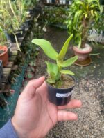 Robiquetia Cerina Amarela - Imagem 2