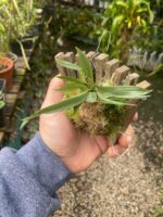 Promenaea Xanthina - Imagem 2