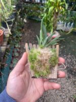 Promenaea Xanthina - Imagem 3